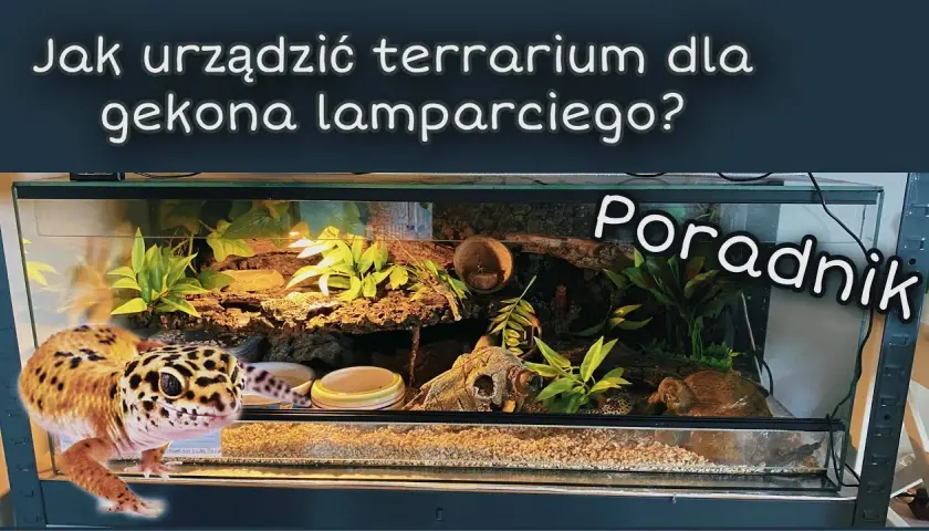 Wyposażenie terrarium - poradnik