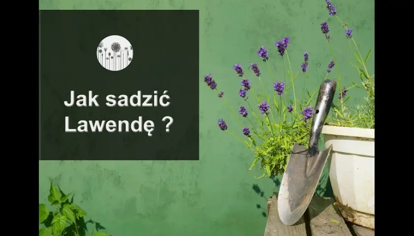 Jak posadzić lawendę: proste kroki dla zdrowych roślin w ogrodzie