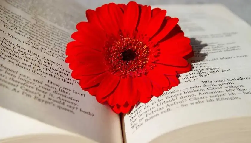 Najlepsze książki z literatury kobiecej – co polecają czytelniczki?