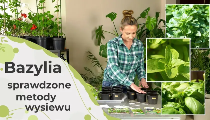 Jak siać bazylię w doniczce, aby uniknąć najczęstszych błędów