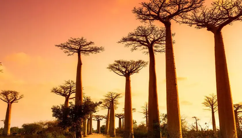 Madagaskar kiedy jechać - poznaj najlepszy czas na podróż i atrakcje