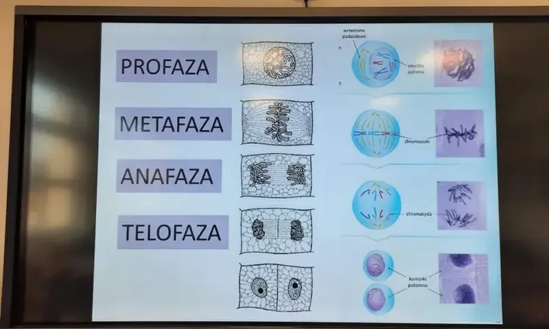 Zajęcia dodatkowe z biologii: jak rozwijać pasję i umiejętności uczniów