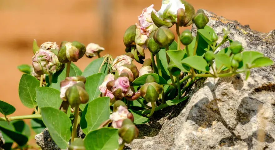 Pianta capperi con boccioli verdi e fiori bianchi che spuntano da una roccia.