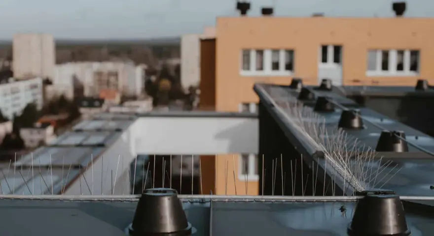Jak chronić dach przed ptakami? Skuteczne i humanitarne metody
