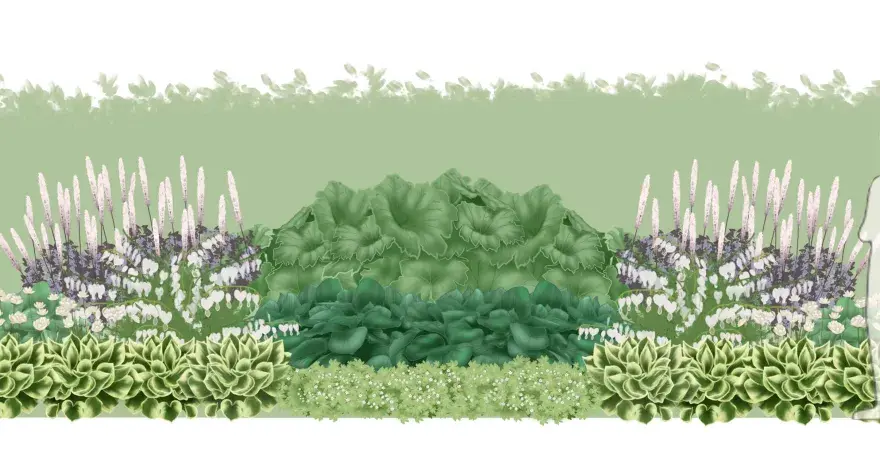 En illustration av en trädgårdsdesign med gamla trädgårdsväxter som astilbe, funkia och löjtnantshjärta. En siluett av en person visar skalan.