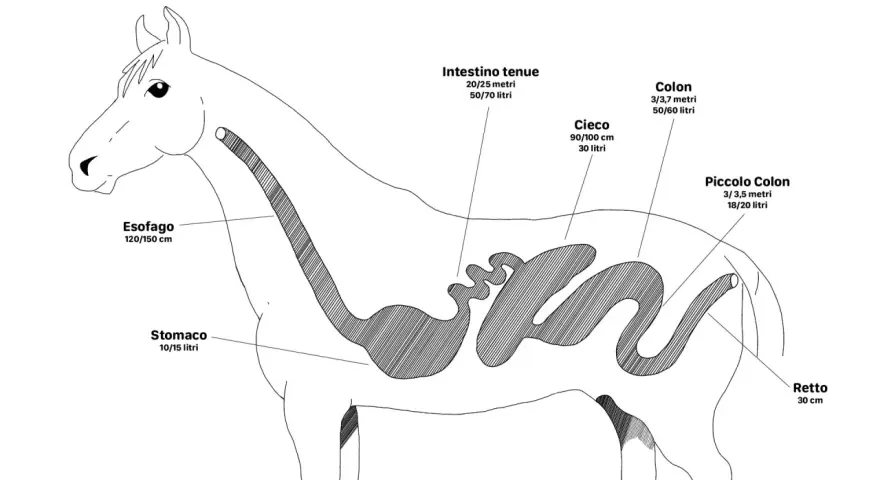 Diagramma del sistema digestivo equino: quanti stomaci ha il cavallo? Uno solo, lo stomaco, con capacità 10-15 litri.