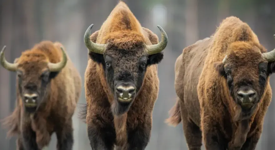 Trzy żubry wędrujące przez park białowieski. Ich potężne sylwetki i łagodne spojrzenia budzą respekt.