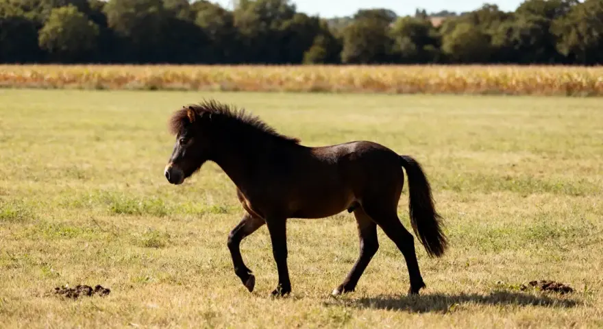 Un jeune poney français de selle, au pelage sombre et à la crinière ébouriffée, trotte dans un pré verdoyant, sous un ciel bleu.