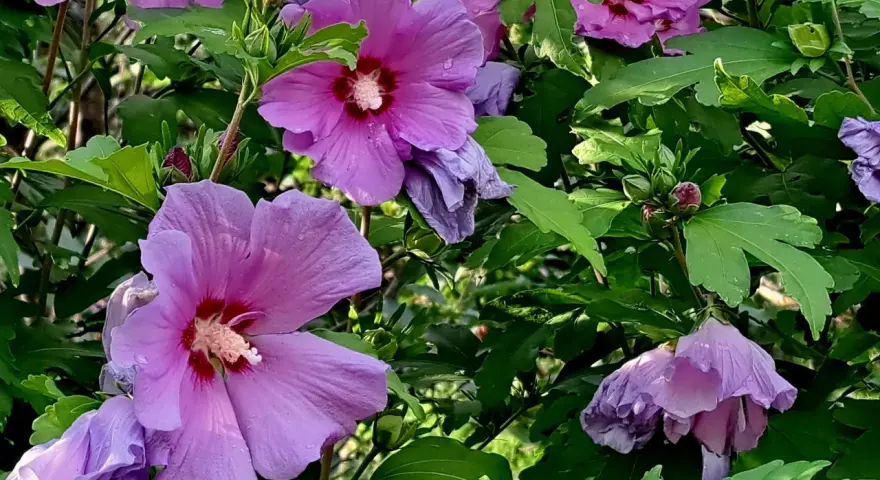 Fioletowe kwiaty hibiskusa, z kroplami deszczu na płatkach, wyglądają jak gotowe do zaparzenia naparu z hibiskusa.