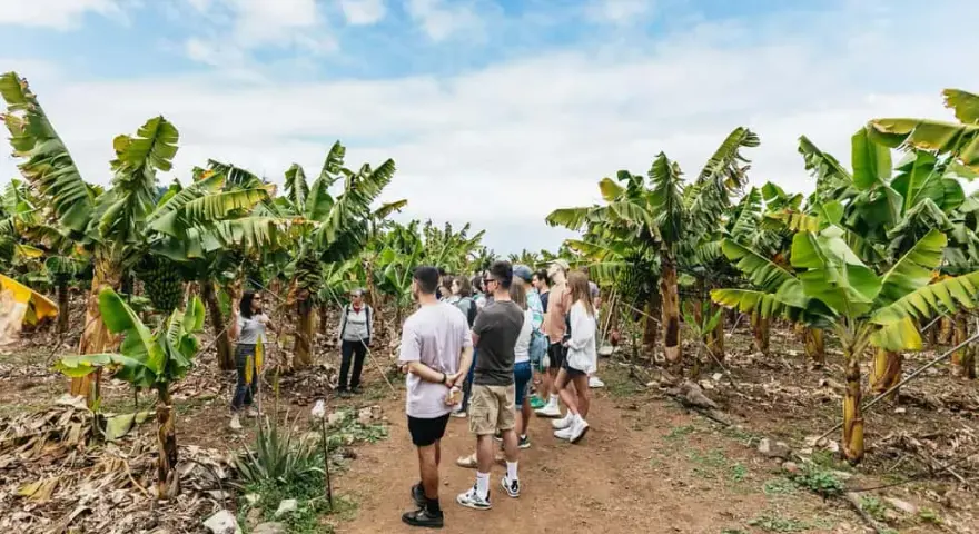 Visitar plantación plátanos Tenerife: experiencias únicas y precios accesibles