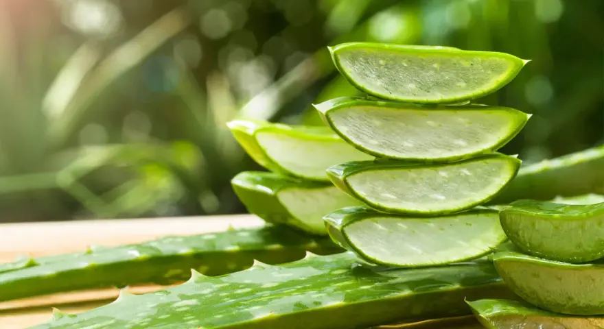 Frische Aloe Vera Scheiben gestapelt, bereit für die Anwendung in die Haare.