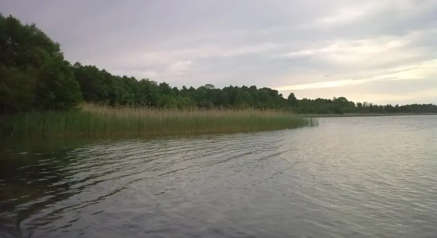 Spokojne jezioro orłowskie z gęstym pasem trzcin i zielonym lasem w tle. Woda lekko faluje pod pochmurnym niebem.