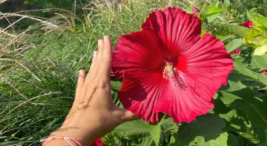 Dłoń obok ogromnego, czerwonego kwiatu hibiskusa bagiennego. W tle trawy ozdobne, sugerujące przygotowania do zimowania.