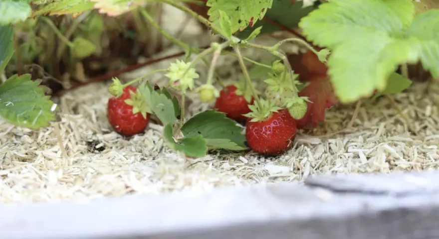 Röda, saftiga jordgubbar växer bland gröna blad. De ser ut som små guldvatten, redo att plockas.