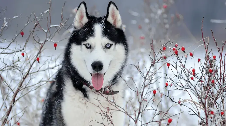 Ile km dziennie powinien chodzić husky, aby uniknąć problemów zdrowotnych?