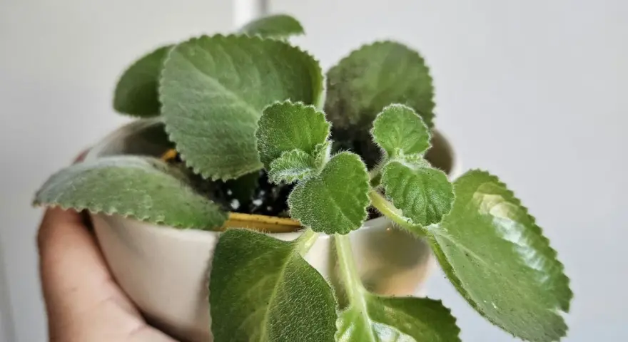 Planta de dinero en maceta, con hojas verdes y aterciopeladas. Ideal para saber donde colocar la planta del dinero y atraer prosperidad.