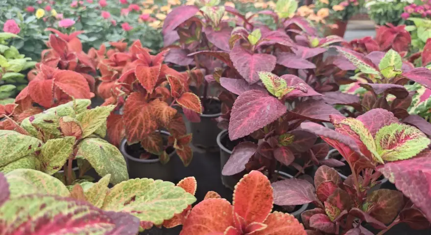 Primer plano de plantas coleo con hojas vibrantes en tonos rojos, verdes y morados, dispuestas en macetas en un vivero.