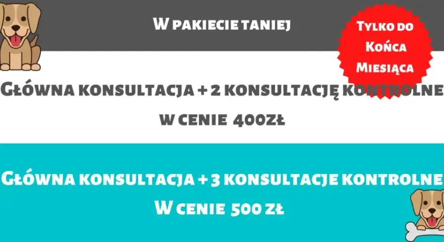 Ile kosztuje behawiorysta dla psa? Sprawdź ceny i porady przed wizytą