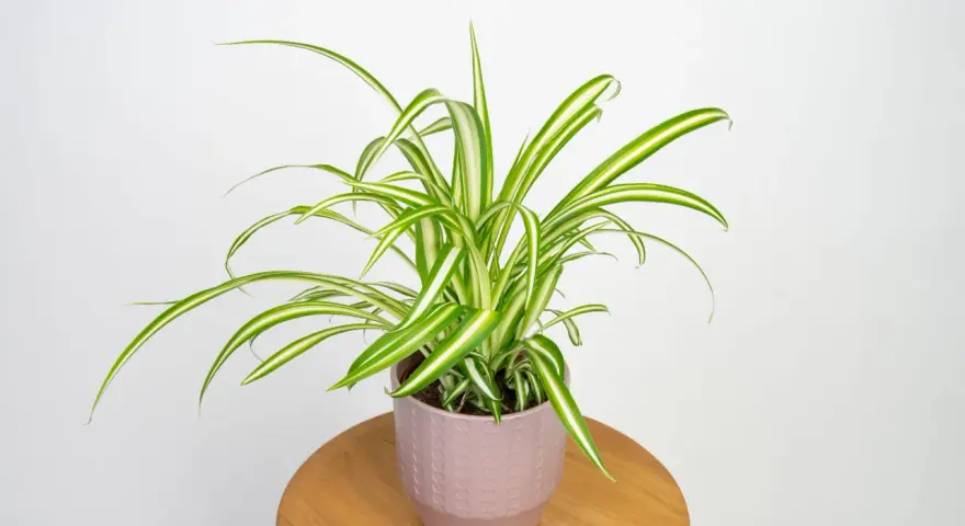 Zielistka odmiany Chlorophytum comosum 'Variegatum' w ozdobnej doniczce na drewnianym stoliku.