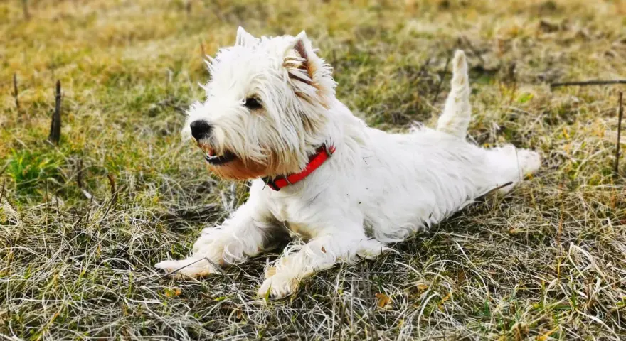 Westie piesek w czerwonej obroży leży na trawie. Szukasz informacji o west pies cena?