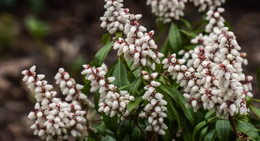 Vackra vita blomklasar på en Pieris japonica, som små pärlor mot mörkgröna blad.