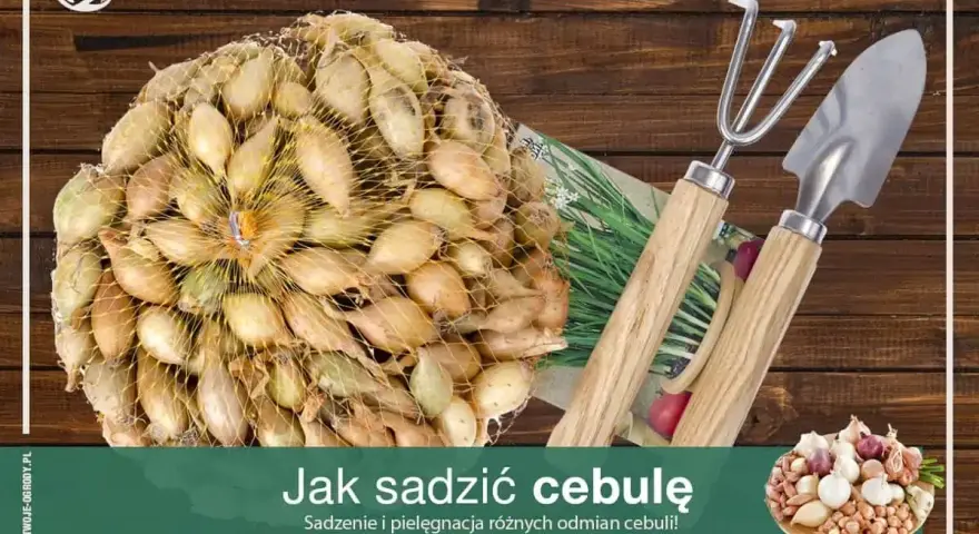 Siatka pełna cebulek dymek gotowych do sadzenia, obok mała łopatka i grabki. Czas na sadzenie cebuli!