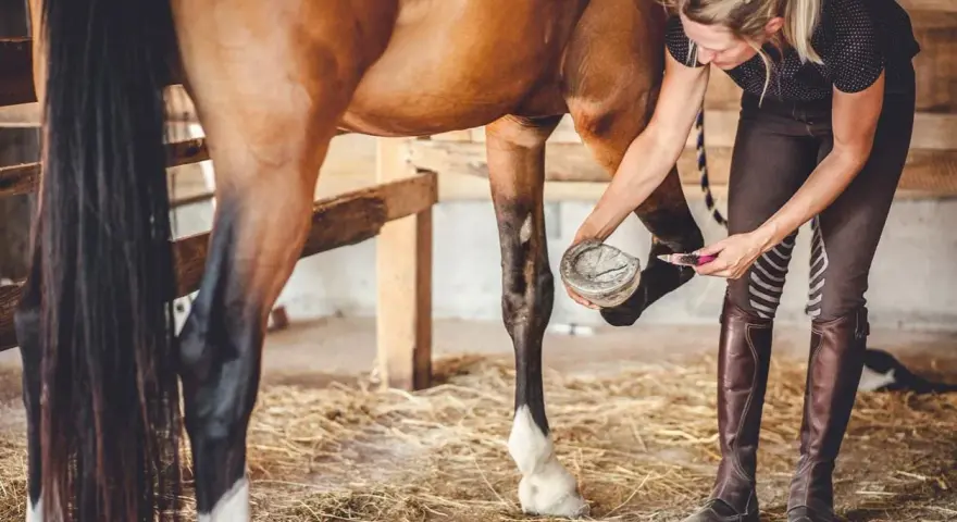 Une femme nettoie le sabot d'un cheval, s'assurant que chaque phalange du cheval est en bonne santé.