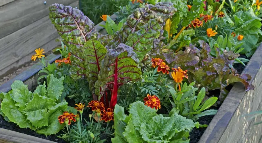 A raised garden bed showcasing vibrant swiss chard with red stems, nestled amongst lettuce and bright orange marigolds, demonstrating excellent swiss chard companion plants.