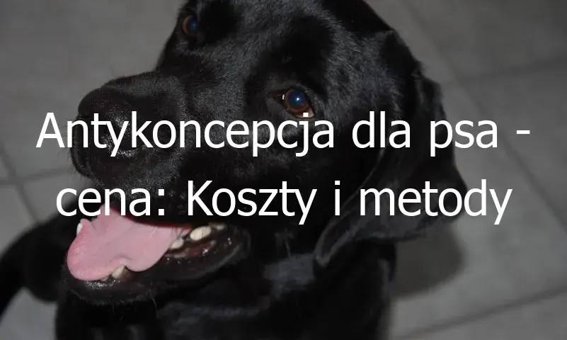 Ile kosztuje zastrzyk antykoncepcyjny dla psa? Sprawdź ceny i opcje