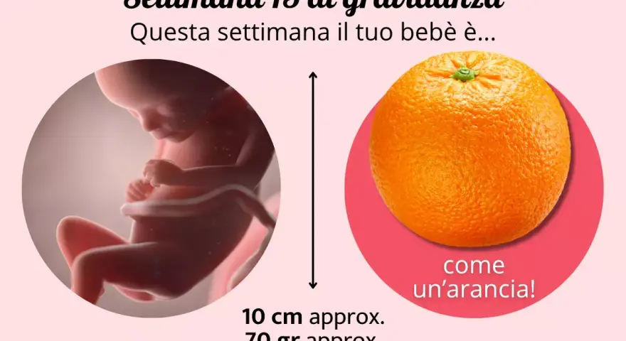 Il tuo bebè alla 15 settimana di gravidanza è grande come un'arancia, lungo circa 10 cm e pesa 70 grammi.