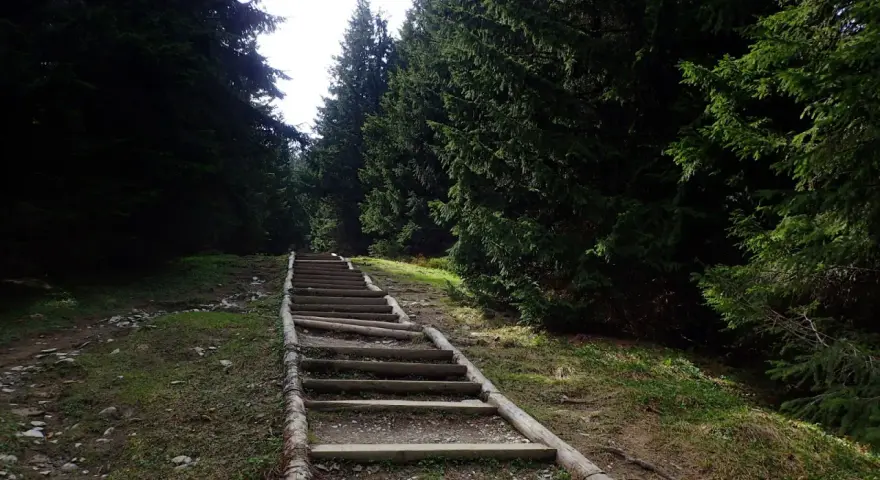 Długie, drewniane schody w lesie, jak gęsia szyja, wiodą w górę.
