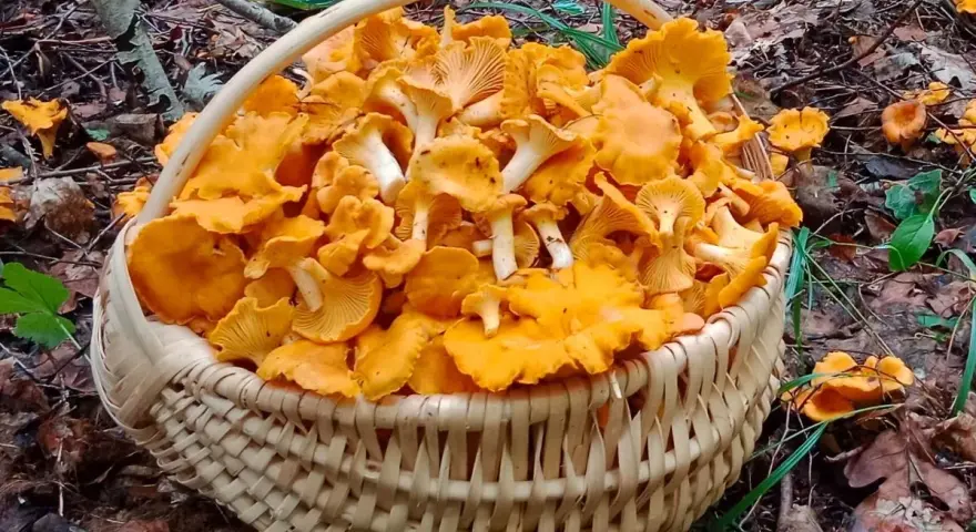 Pełen koszyk złotych kurek, zebranych w lesie, gdzie rosną kurki. Wspaniały zbiór leśnych skarbów.