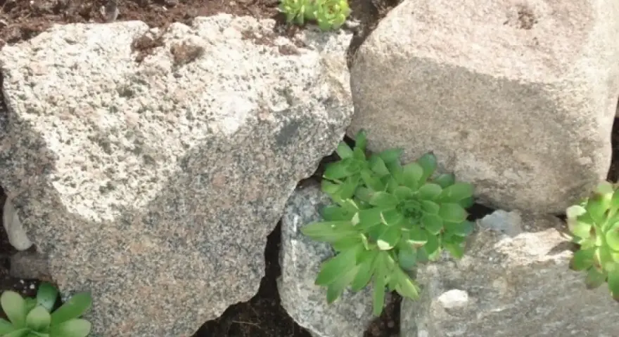 Umocnienie skarpy kamieniami, między którymi rosną rozchodniki.