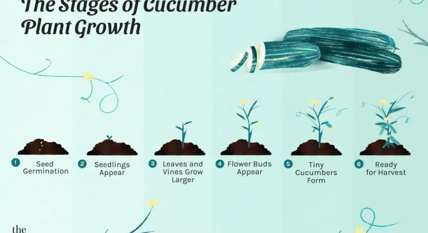Illustration showing the cucumber plant stages: seed germination, seedlings, vine growth, flower buds, tiny cucumbers, and ready for harvest.