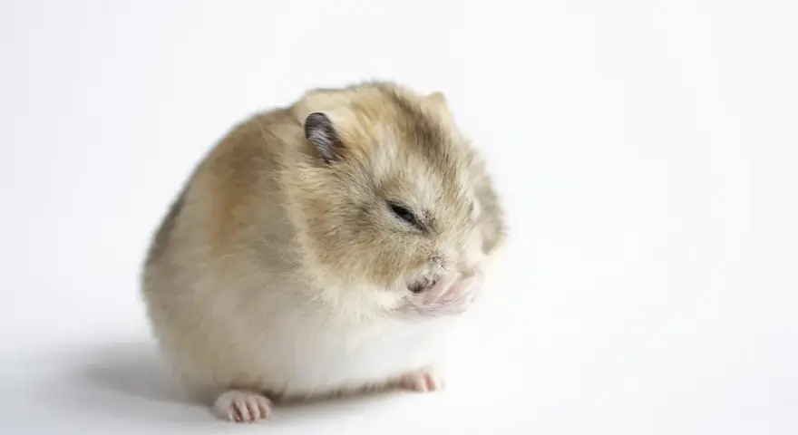 Mały chomik zamyka oczy, jakby zastanawiał się, czy chomiki hibernują.