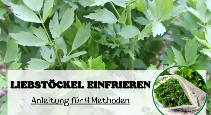 Liebstöckel einfrieren: Anleitung für 4 Methoden. Frische Kräuter im Gefrierbeutel für später.