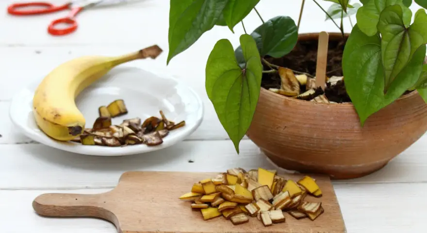 Nawóz z bananów do jakich roślin? Skórki bananów posiekane na desce i talerzu, gotowe do użycia jako naturalny nawóz dla roślin doniczkowych.