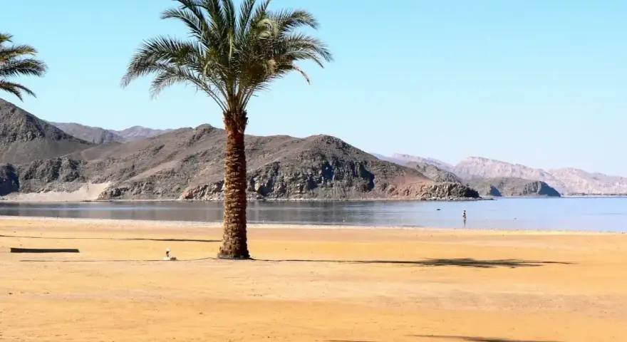 Plaża w Egipcie z palmą i górami w tle. Spokojne morze zaprasza do kąpieli.