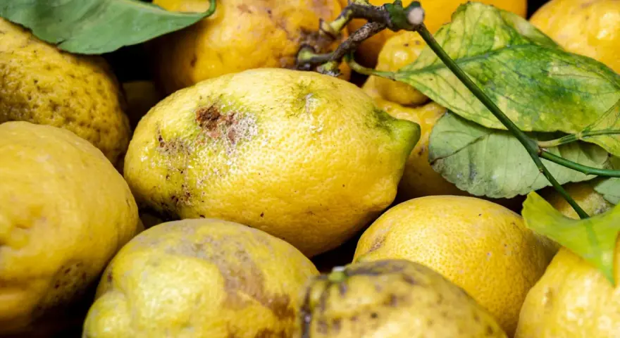 Limoni in vaso con macchie e segni di malattie, alcuni con foglie ingiallite.