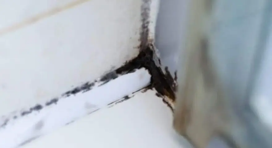 Schimmel in der Dusche, ein unschöner Anblick. Zeit, diesen hartnäckigen Schimmel in der Dusche zu entfernen und für Sauberkeit zu sorgen.