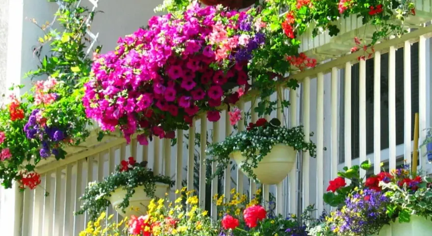 Kwiaty na balkonie, w tym pelargonie, kwitną bujnie w słońcu, tworząc barwny dywan.