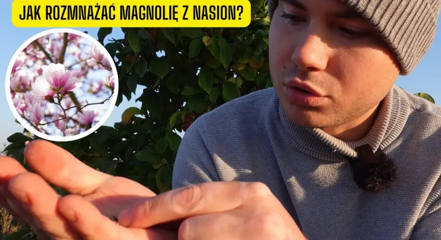 Jak sadzić nasiona magnolii - proste kroki i skuteczne techniki