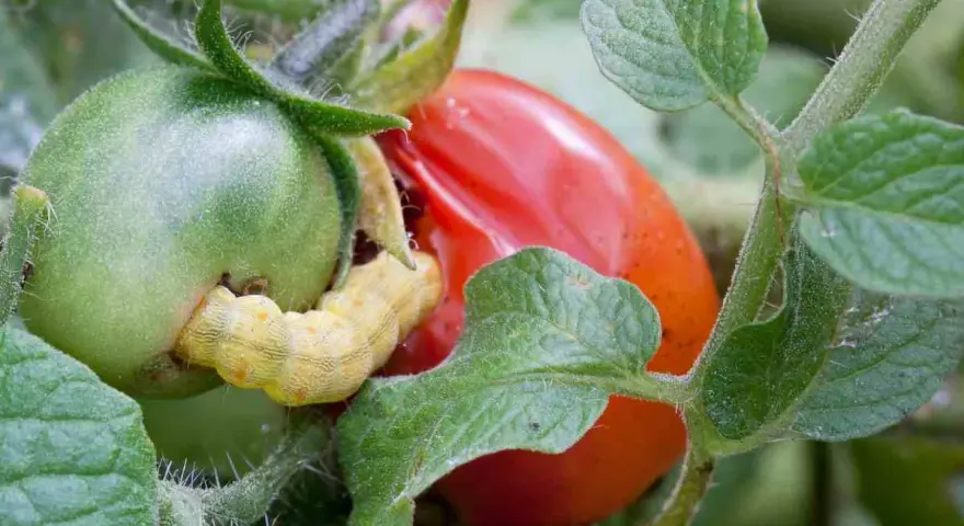 Oruga amarilla devorando un tomate verde. El tratamiento para la tuta del tomate es crucial para proteger la cosecha.
