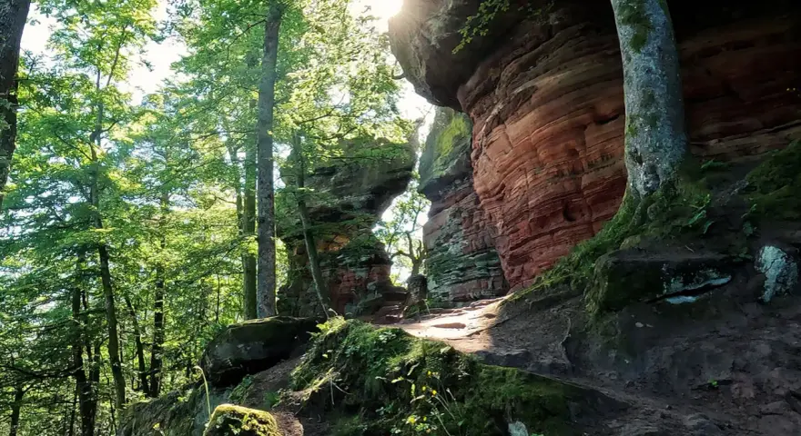 Sonnenstrahlen brechen durch das Blätterdach auf einen Pfad, der zu den roten Sandsteinfelsen führt. Eine perfekte Kulisse für eine altschlossfelsen wanderung.