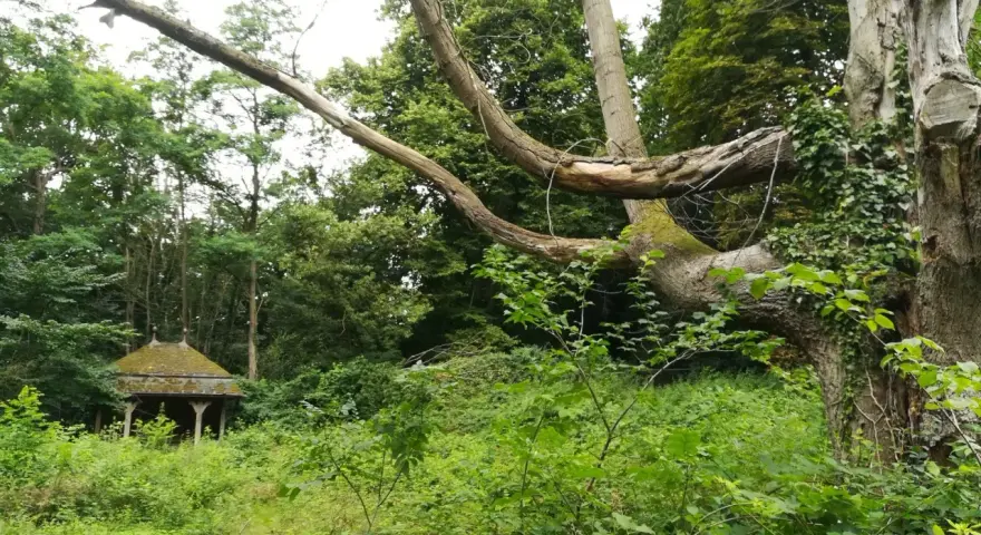 Verwilderter Pavillon in einem Wald, ein typischer lost place Malente. Alte Bäume mit Efeu und üppiges Grün.