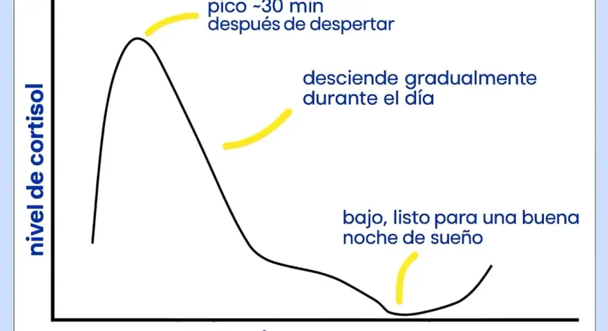 Gráfico muestra cómo regular el cortisol: pico al despertar, desciende durante el día, bajo para dormir bien.