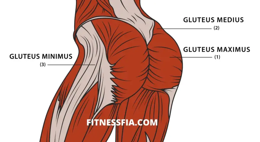 Illustration av muskler i rumpan: gluteus maximus, medius och minimus.