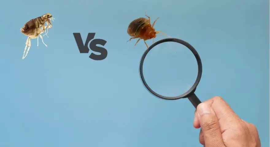 Una pulga y una chinche bajo lupa, comparando estos molestos insectos.