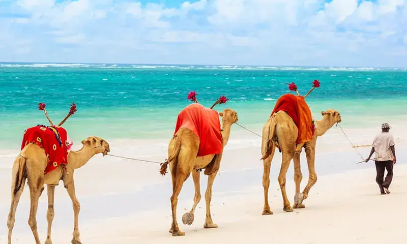 Kenia: Safari, plaże, eTA. Odkryj sekrety niezapomnianej podróży.