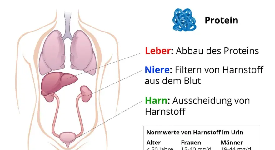 Illustration zeigt menschliche Organe und erklärt, wie Leber Proteine abbaut und Nieren Harnstoff filtern. Hoher Harnstoffwert kann ein Problem sein.